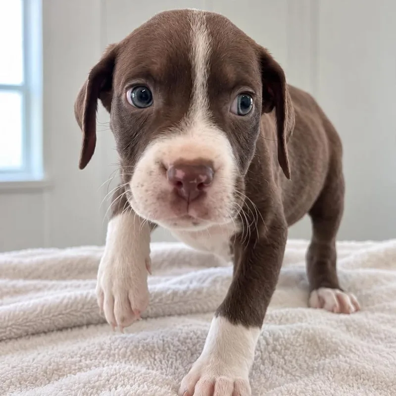 A baby small-sized male Brown / Chocolate Australian Shepherd dog named Cyclops for adoption in Tampa, FL
