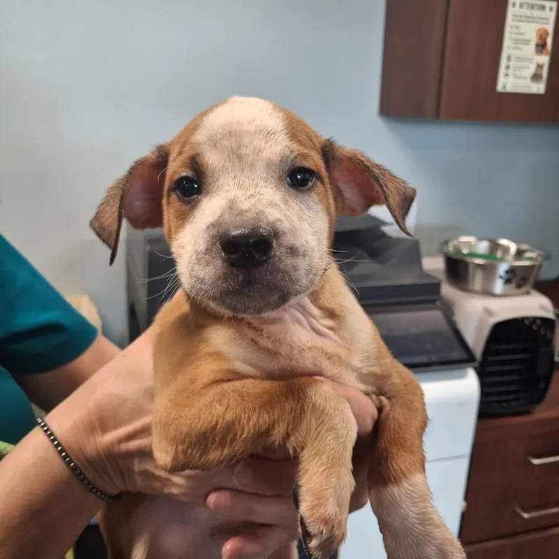 A baby medium-sized female Pit Bull Terrier dog named Jennie for adoption in Gautier, MS