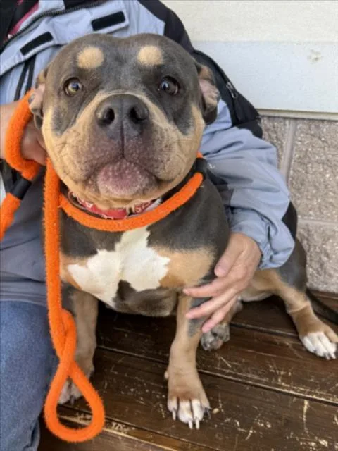 A young medium-sized female Pit Bull Terrier dog named Lady for adoption in Derwood, MD