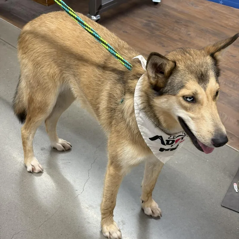 A young medium-sized female Yellow / Tan / Blond / Fawn Mixed Breed dog named Lillith for adoption in Yanceyville, NC