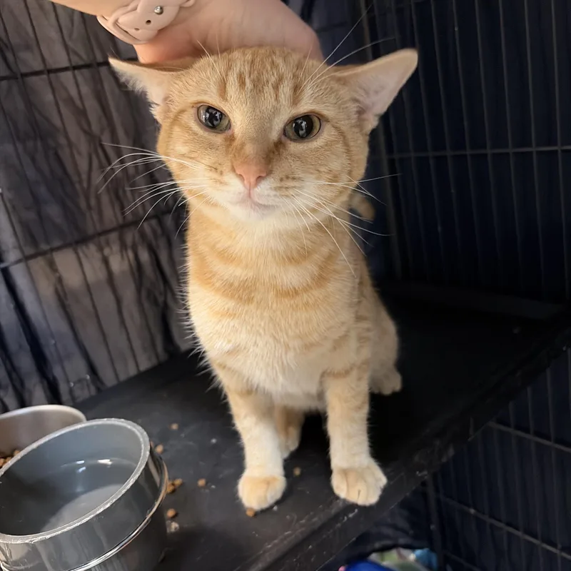An adult medium-sized male Tabby (Orange / Red) Domestic Short Hair cat named Aster for adoption in Saint Charles, MO