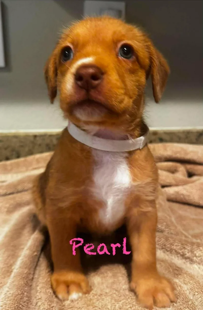 A baby medium-sized female Pit Bull Terrier dog named Pearl for adoption in Mission Viejo, CA