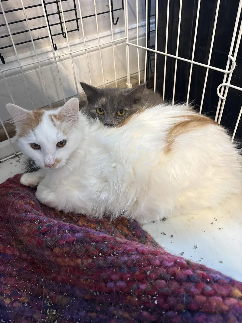 A young medium-sized male Domestic Long Hair cat named Fuzzy for adoption in White Bluff, TN