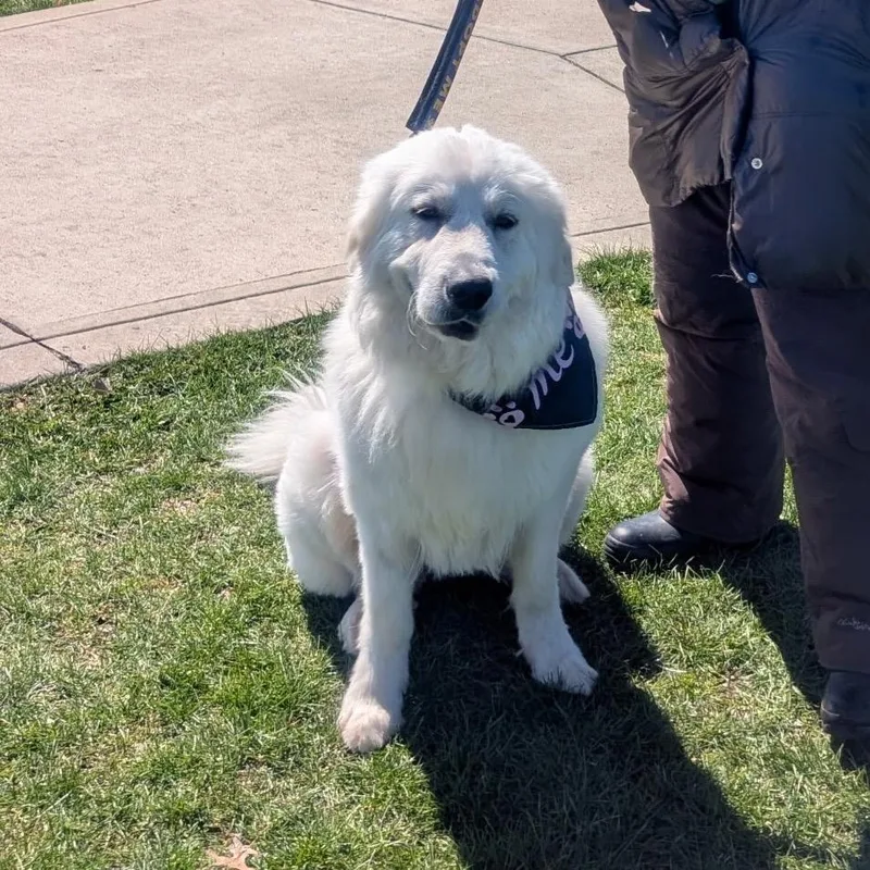 An adult large-sized female White / Cream Great Pyrenees dog named Stormy for adoption in Avon, OH