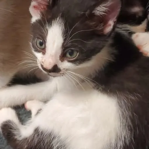 A baby small-sized female Black Domestic Medium Hair cat named Maggie for adoption in Eufaula, AL