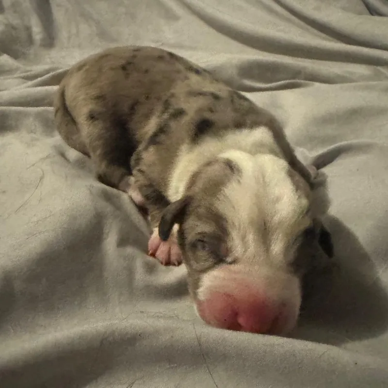 A baby small-sized female Gray / Blue / Silver Cattle Dog dog named Fuzzy Dice for adoption in Austin, TX