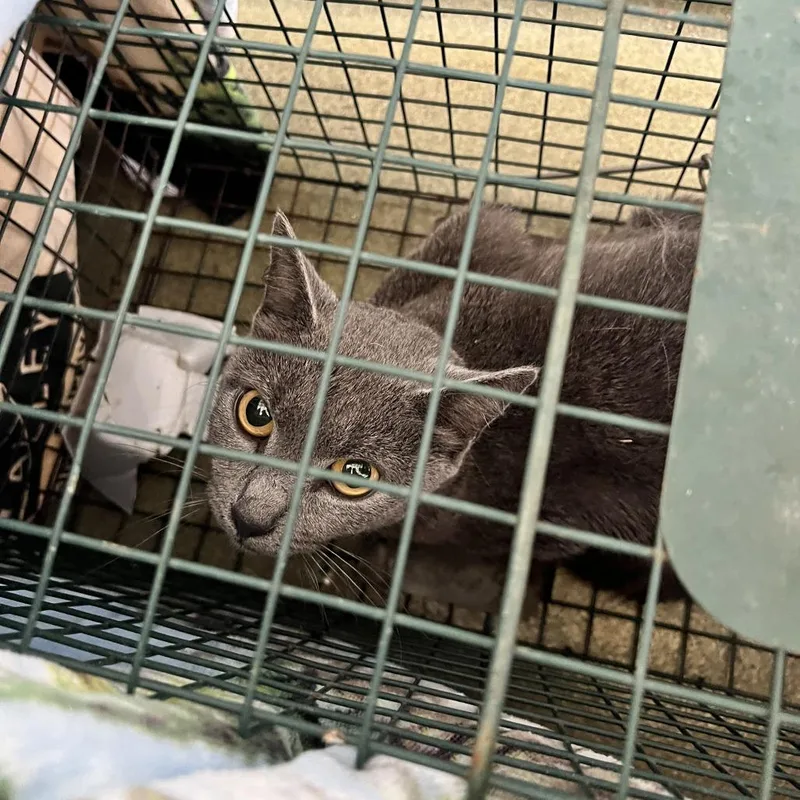 An adult medium-sized female Gray / Blue / Silver Domestic Short Hair cat named 72034 for adoption in Harrisonburg, VA