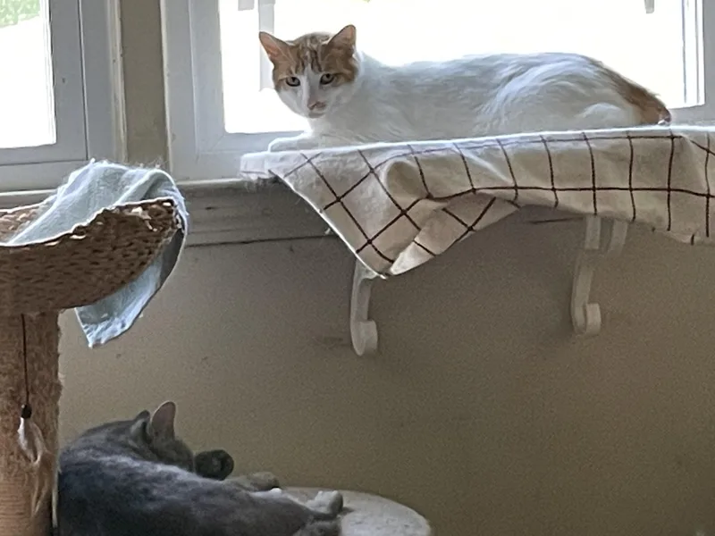 A young large-sized male Orange & White Domestic Short Hair cat named Sammi & Tiger for adoption in New Britain, CT