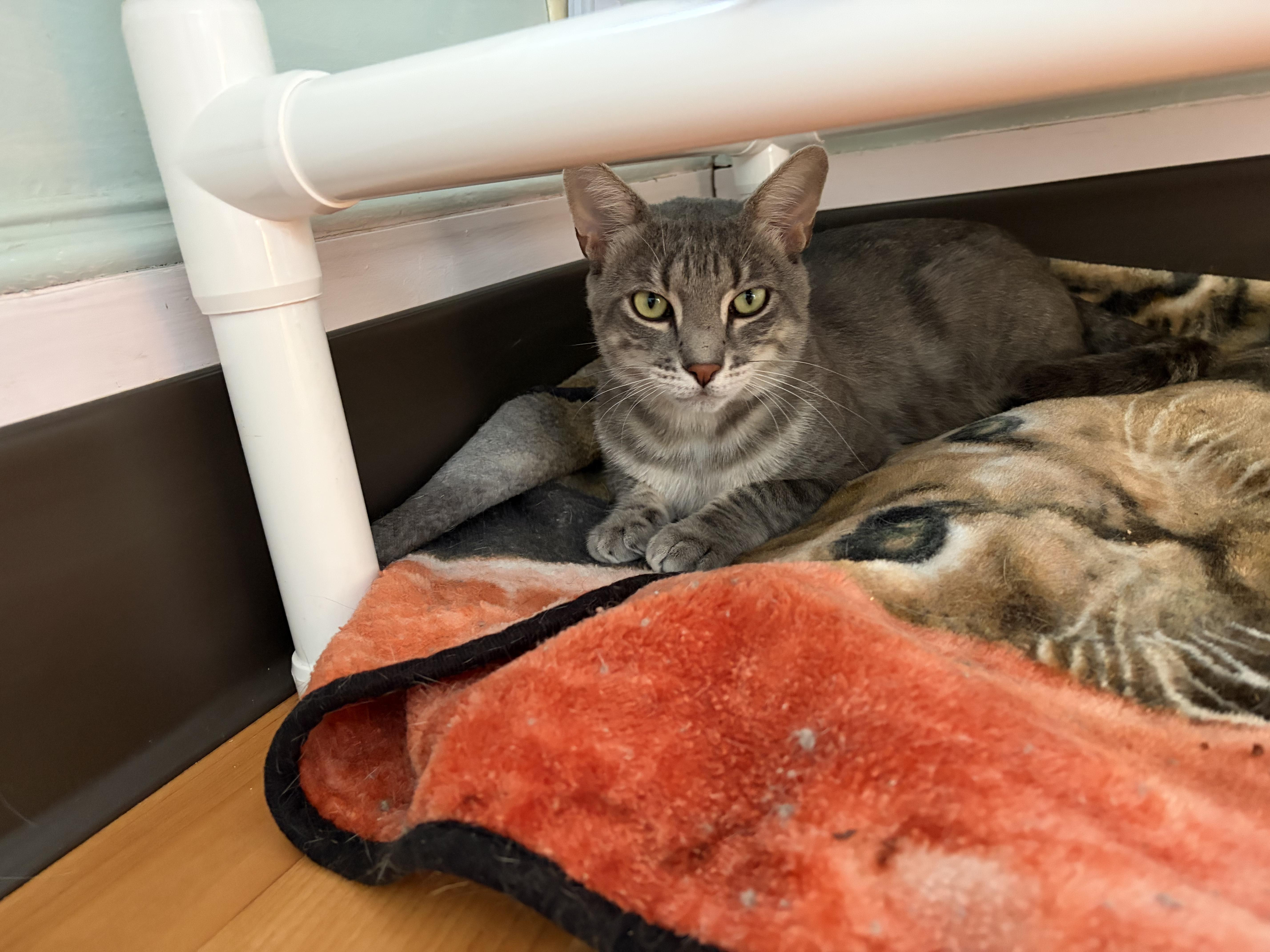 Sammi & Tiger thumbnail 6