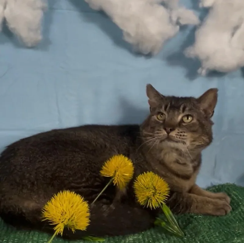 An adult large-sized male Tabby (Brown / Chocolate) Tabby cat named Billy Tom for adoption in Lenexa, KS