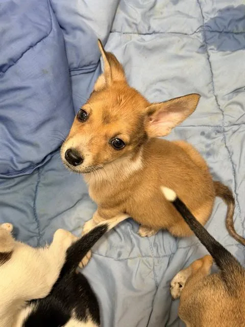 A baby medium-sized female Husky dog named Sky for adoption in San Antonio, TX