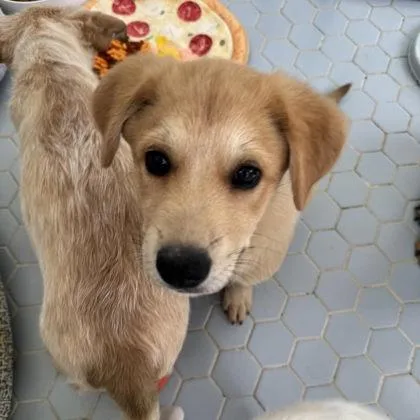 A baby medium-sized male Mixed Breed dog named Piglet for adoption in Fort Worth, TX
