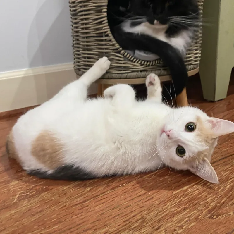 A baby medium-sized female White Calico cat named Twix Bonded With for adoption in Tuscaloosa, AL