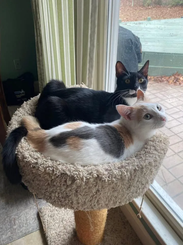 Twix  Bonded With thumbnail 6