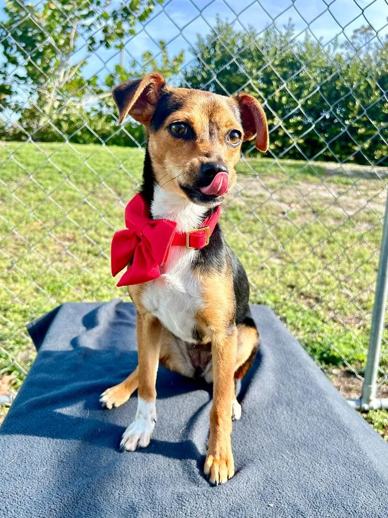 A baby small-sized female Chihuahua dog named Sari for adoption in Cape Coral, FL