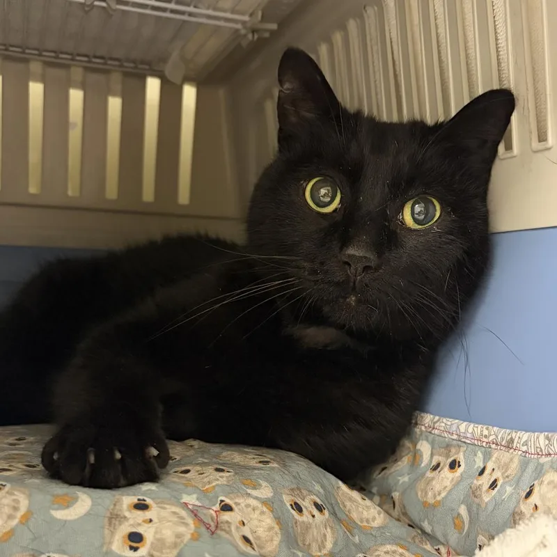 A senior large-sized male Domestic Short Hair cat named Ed for adoption in Saint Paul, MN