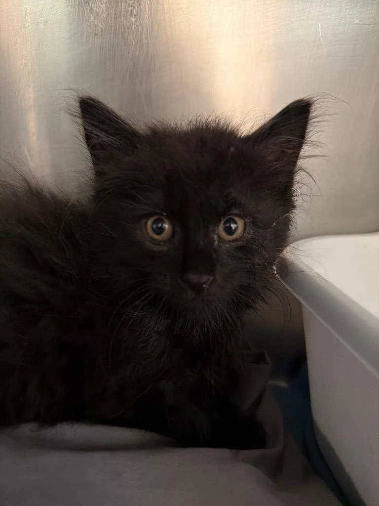 A baby medium-sized male Domestic Short Hair cat named Salt for adoption in Pomona, NY