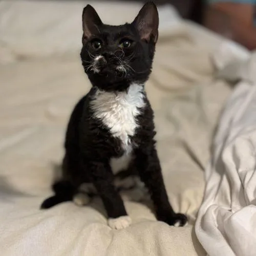 A baby small-sized female Tuxedo cat named Gale for adoption in Knoxville, TN