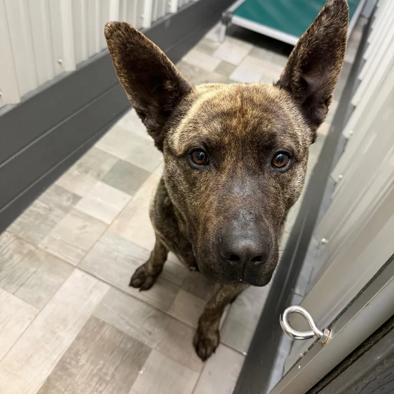 An adult large-sized male Brindle Dutch Shepherd dog named Simon for adoption in Homer, NY