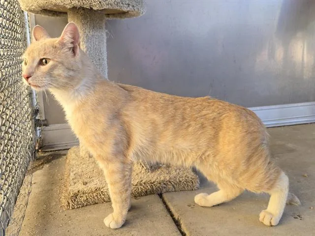 A young large-sized male Domestic Short Hair cat named Yodel for adoption in Auburn, CA