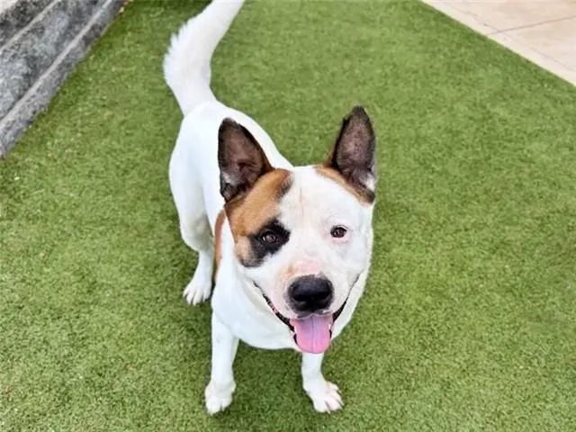 A young large-sized male Akita dog named Boomer for adoption in Saint Louis, MO