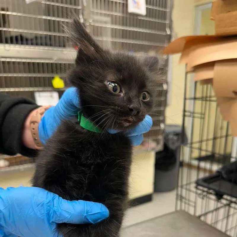 A baby small-sized male Black Domestic Short Hair cat named Castle for adoption in Bastrop, TX