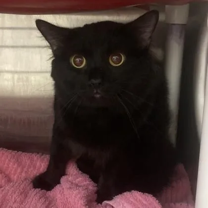 An adult medium-sized male Domestic Long Hair cat named Casper for adoption in Cincinnati, OH