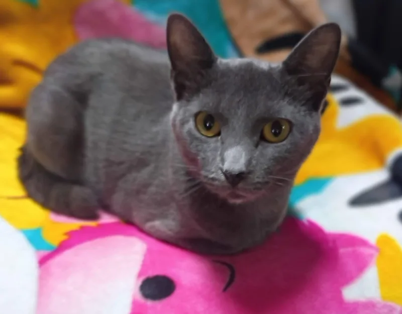 Bebe