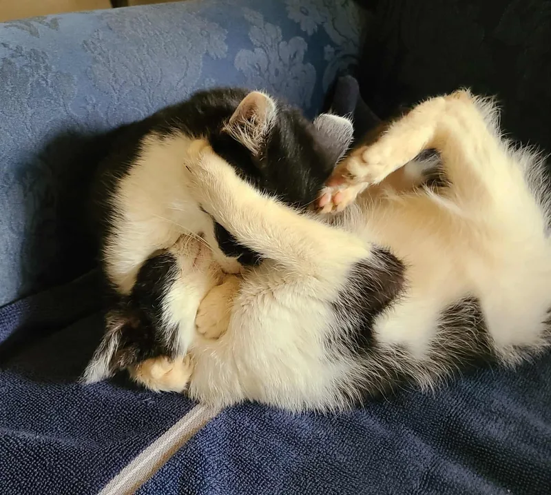 Arlo And Holly