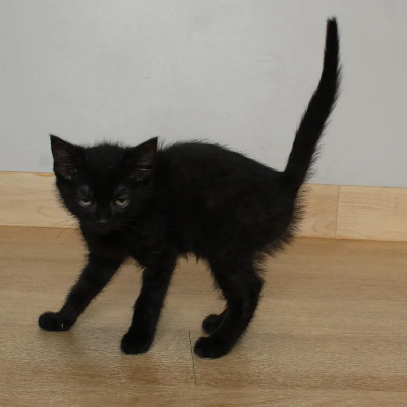 A baby small-sized female Black Domestic Short Hair cat named Winnie C for adoption in Minnetonka, MN