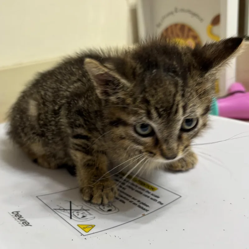 A baby small-sized male Brown / Chocolate Domestic Medium Hair cat named Smith for adoption in Katy, TX