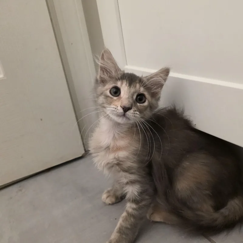 A baby medium-sized female Dilute Tortoiseshell Domestic Medium Hair cat named Zoraya for adoption in Moriches, NY