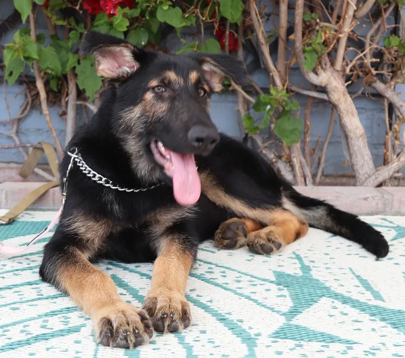 Mocha Von Murren" thumbnail 5