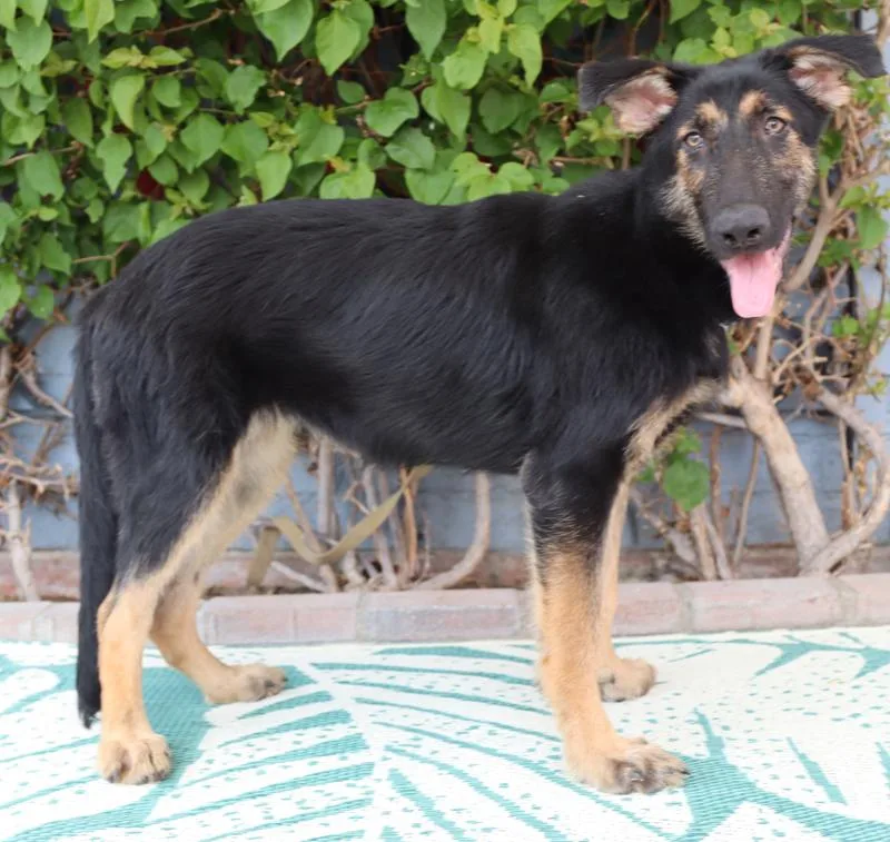 Mocha Von Murren" thumbnail 6