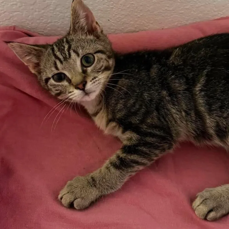 A baby medium-sized male Tabby (Gray / Blue / Silver) Domestic Short Hair cat named Kaiden for adoption in Houghton Lake, MI