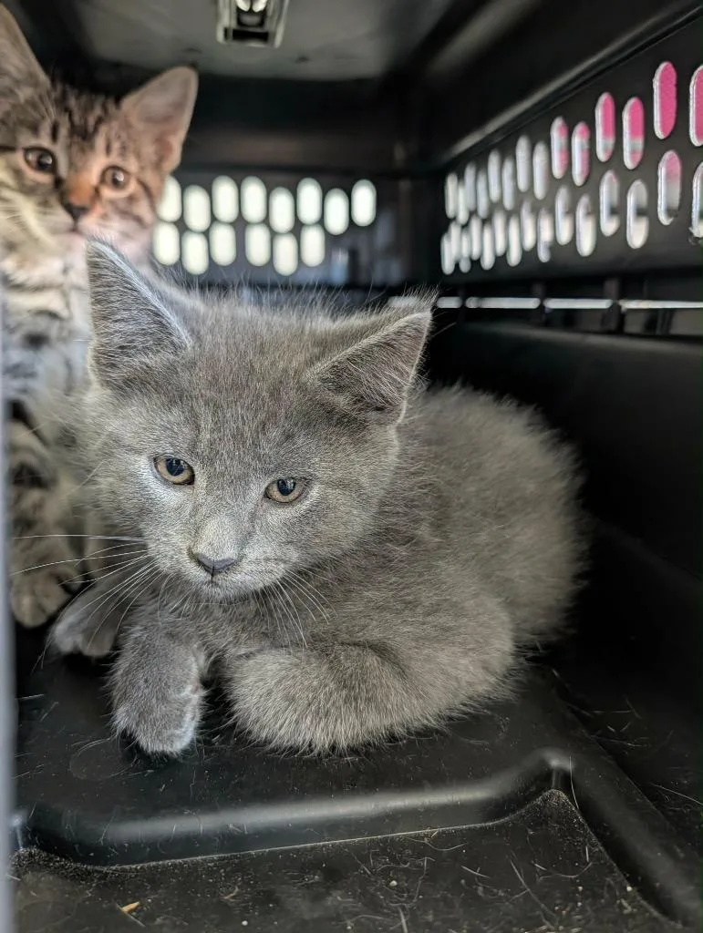 A baby medium-sized male Domestic Short Hair cat named Oti for adoption in Grand Junction, CO