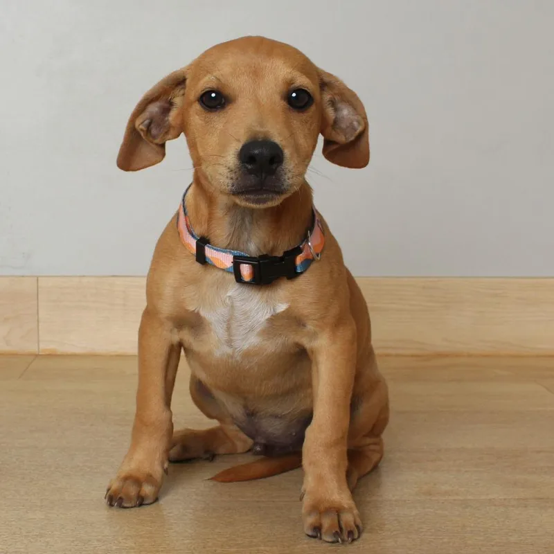 A baby medium-sized male Yellow / Tan / Blond / Fawn American Bulldog dog named Derby D for adoption in Minnetonka, MN