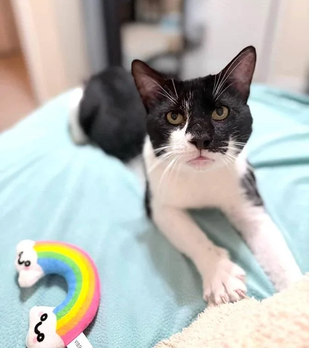 An adult medium-sized male Black & White / Tuxedo Domestic Short Hair cat named Red Solo Cup for adoption in Pegram, TN