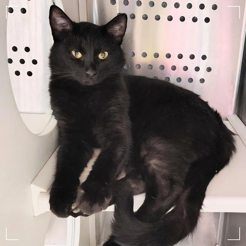 A young medium-sized male Black Domestic Medium Hair cat named Donkey for adoption in Dearborn, MI