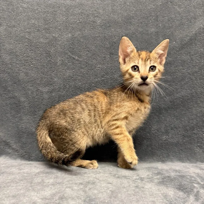 A baby medium-sized female Domestic Short Hair cat named Emee for adoption in Brenham, TX