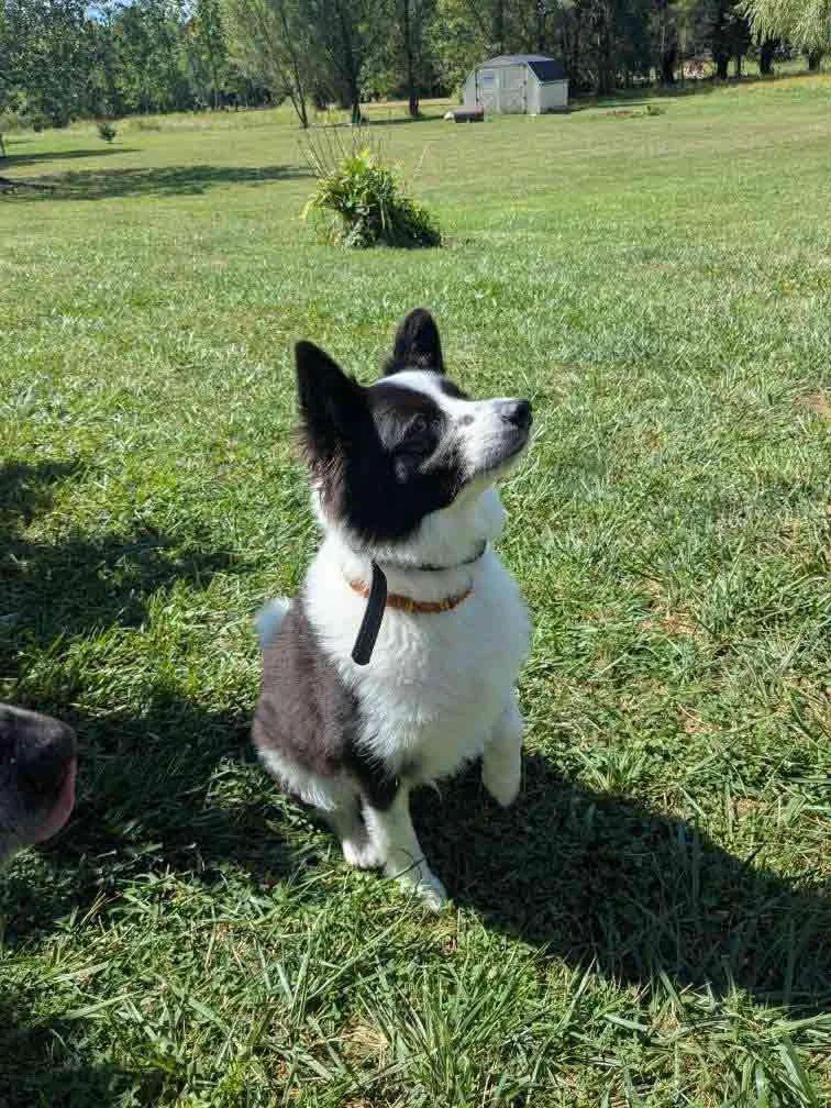A young medium-sized male American Eskimo Dog dog named Max Of Clarence Ny for adoption in Randallstown, MD