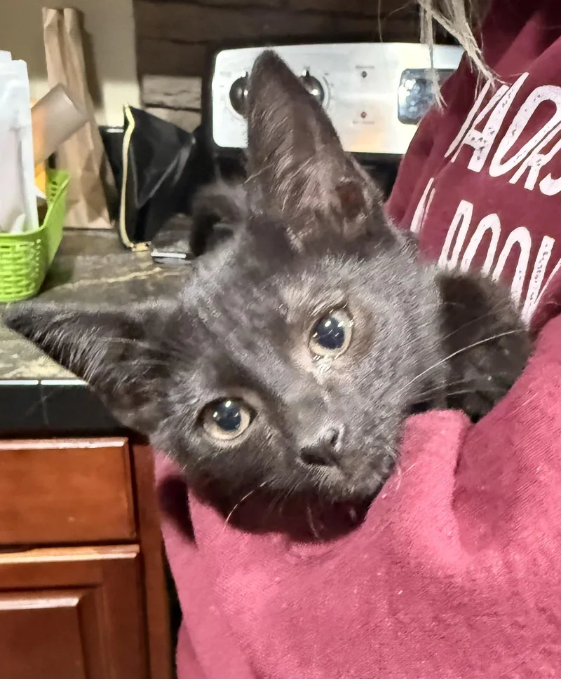 Jinxy