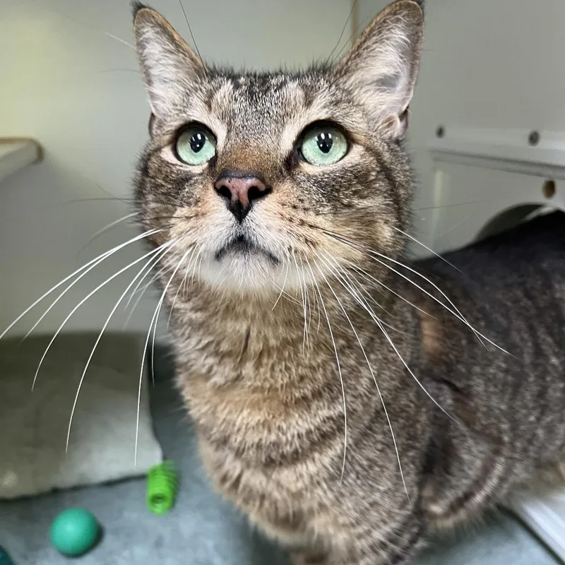 An adult large-sized male Brown / Chocolate Domestic Short Hair cat named Baby Boy for adoption in Newark, NJ