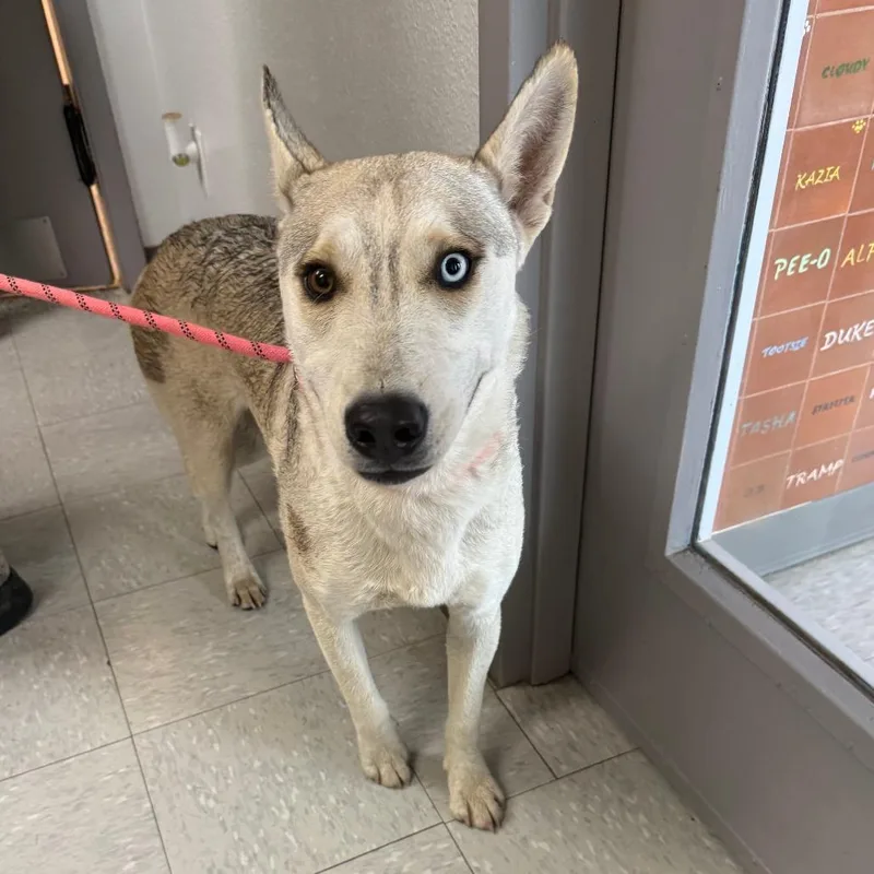 An adult medium-sized female Husky dog named Leah for adoption in Taos, NM