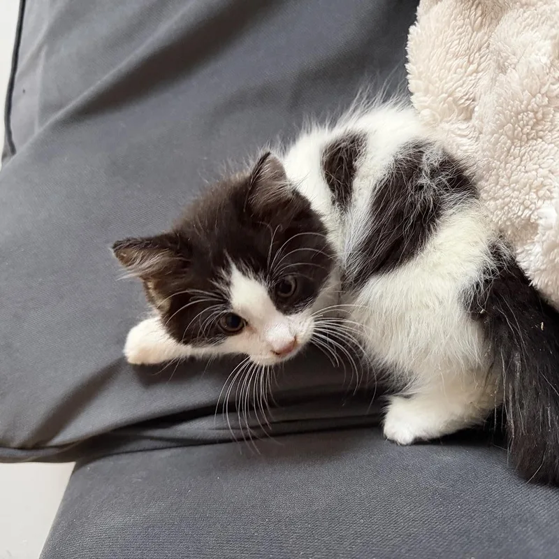A baby medium-sized male Black & White / Tuxedo Domestic Long Hair cat named Miney Tiger for adoption in Philadelphia, PA
