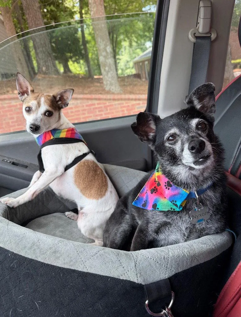 A young small-sized female Chihuahua dog named Couri for adoption in Ellijay, GA