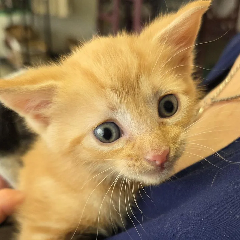 A baby small-sized male Orange / Red Domestic Short Hair cat named Sweet Pea for adoption in Branson, MO