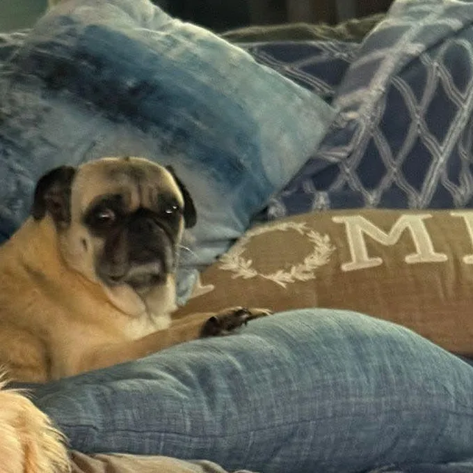 An adult small-sized female Apricot / Beige Pug dog named Frida for adoption in Rancho Santa Fe, CA