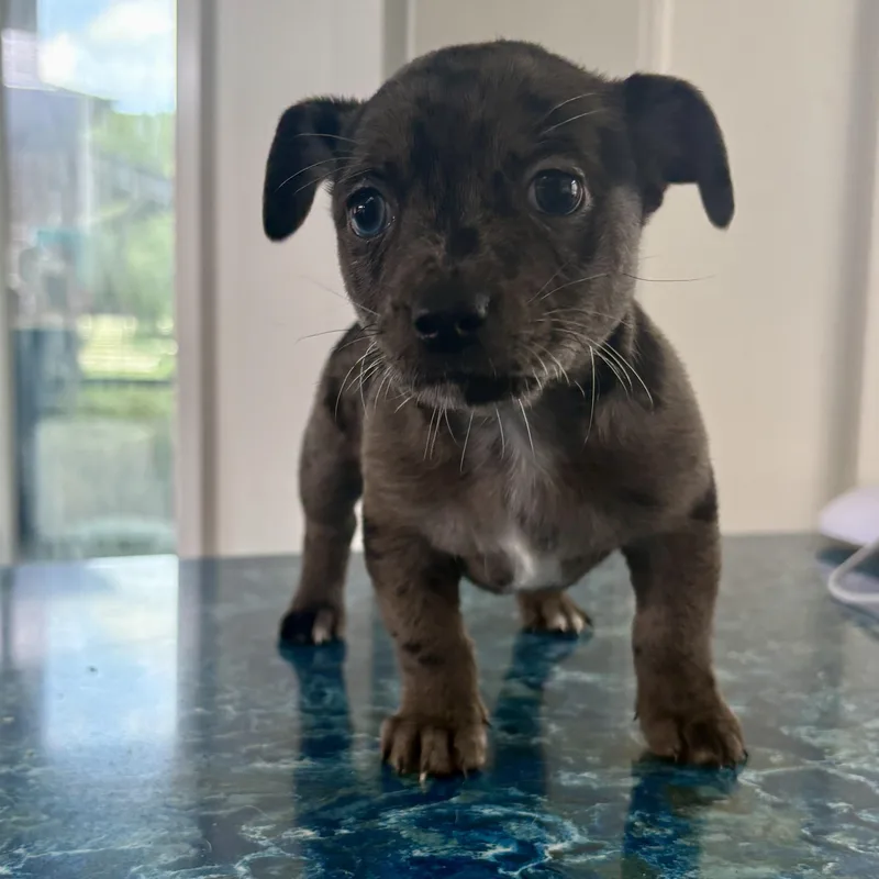 A baby small-sized male Chihuahua dog named Michelangelo for adoption in Charlotte, NC