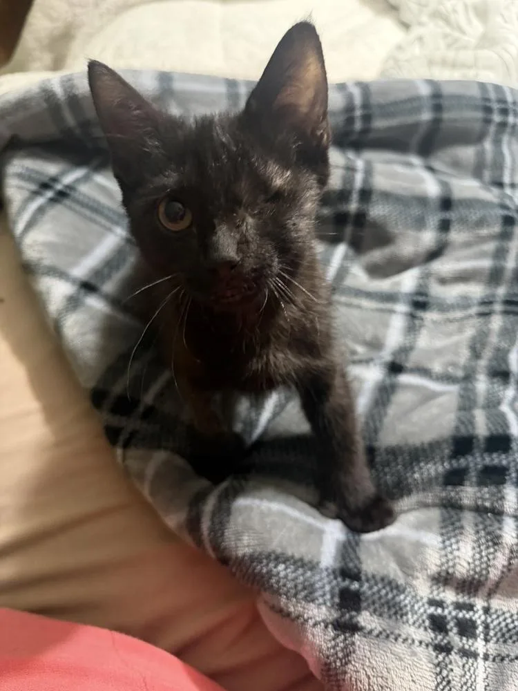 A baby small-sized male Black Domestic Short Hair cat named Tyco for adoption in Albany, WI